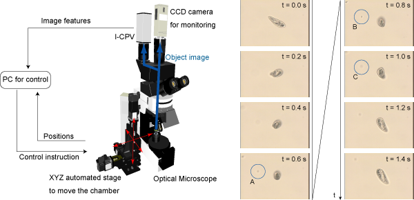 System diagram of the three-dimensional tracking system and photographs of the tracked paramecium.