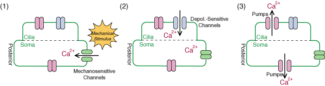 A simplified scheme for mechanosensory process in Paramecium cell.