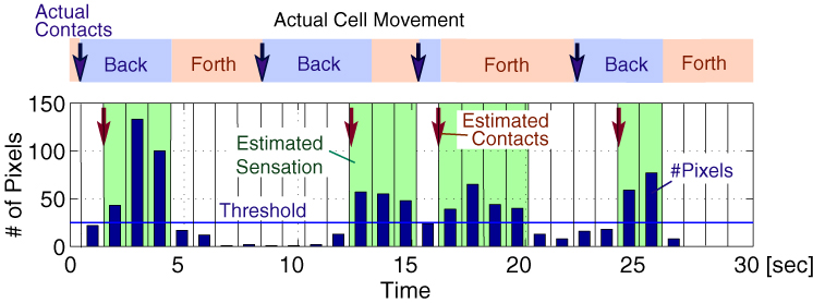 Estimated sensation sequence and the actual stimuli.