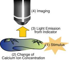 Concept of visualization of perception by the cell.