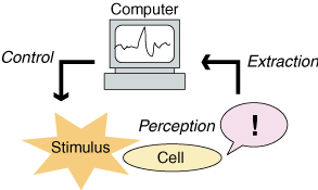 Our concept:  Stimuli perceived by a cell is extracted, taken in computers, and decoded.