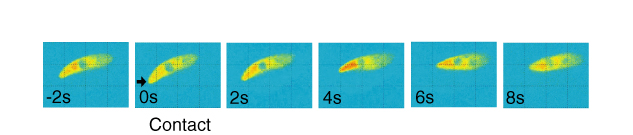 Pseudocolored image sequences of the detected fluorescence.