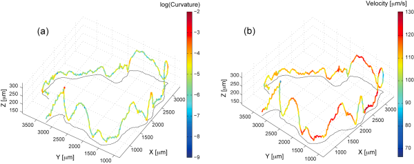 Three dimensional trajectory of freely swimming Chlamydomonas.