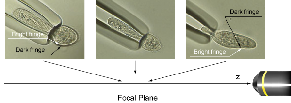 Photographs of diffraction patterns of a paramecium.