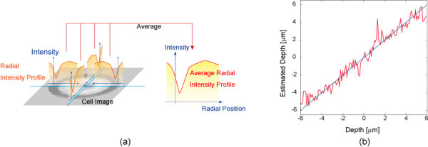 Figure of Radial Intensity Profile and estimation result