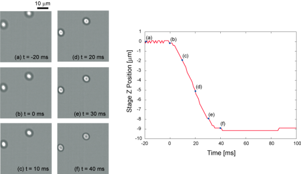 Sequencial images of yeast cells while autofocusing