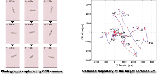 Photographs of a paramecium, and its trajectory obtained by the tracking system.