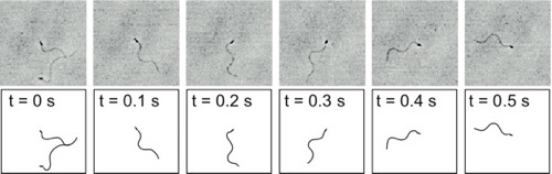 Cropped image sequence of a swimming sperm.